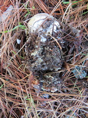 Hypomyces microspermus