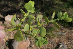 Phoradendron coryae
