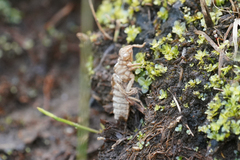 Ophiogomphus colubrinus