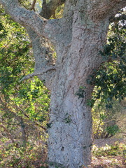 Quercus suber