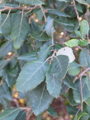 Quercus suber