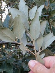 Quercus suber