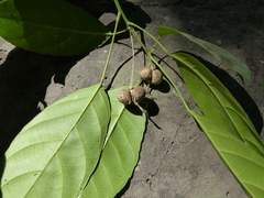 Cleidion spiciflorum