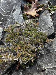 Phlox subulata