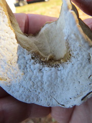 Hypomyces microspermus
