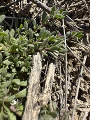 Calibrachoa parviflora
