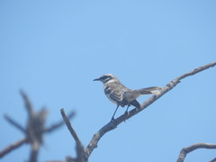 Mimus longicaudatus