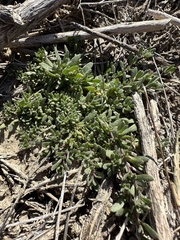 Calibrachoa parviflora