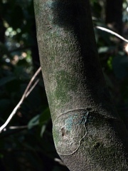 Cleidion spiciflorum