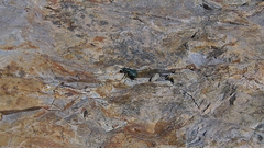 Cicindela depressula depressula