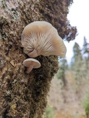 Pleurotus pulmonarius
