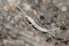 Diplura