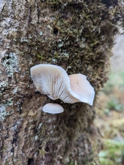 Pleurotus pulmonarius