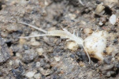 Diplura