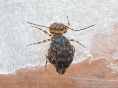 Ptenothrix marmorata