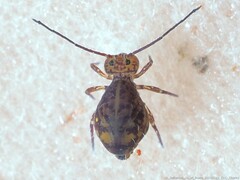 Ptenothrix marmorata