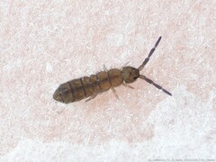 Isotominae