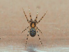 Phrurotimpus alarius