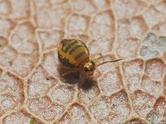 Sminthurinus henshawi