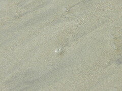 Olivella semistriata