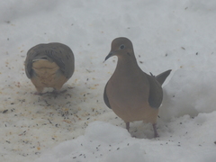 Zenaida macroura carolinensis