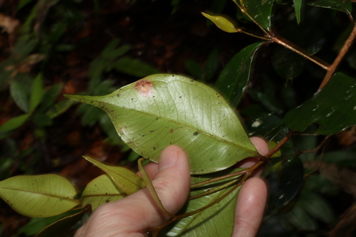 Image of Syzygium nebulosum by (c) Greg Tasney, some rights reserved (CC BY-SA)