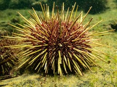 Heliocidaris erythrogramma