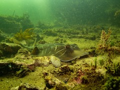 Trygonorrhina dumerilii