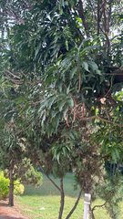 Mangifera indica