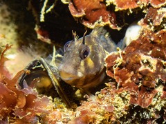 Parablennius tasmanianus