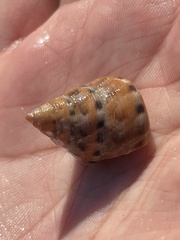 Calliostoma gloriosum