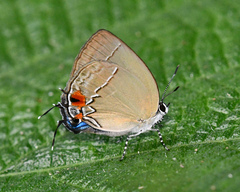 Theclopsis gargara