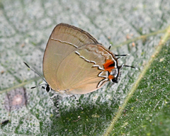 Theclopsis gargara