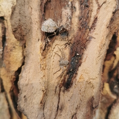 Philodromus spinitarsis