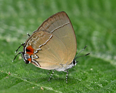 Theclopsis gargara