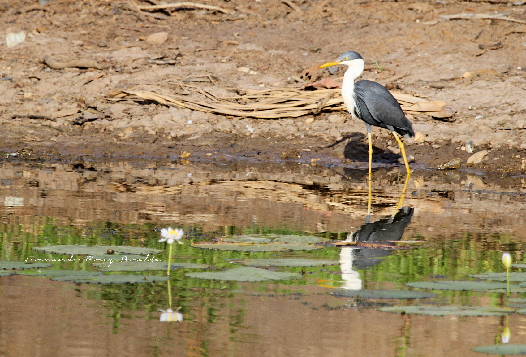 Pied Heron