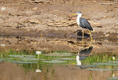 Egretta picata