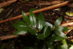 Drymophila moorei