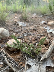 Astragalus distortus