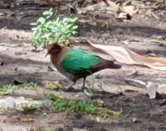 Chalcophaps longirostris