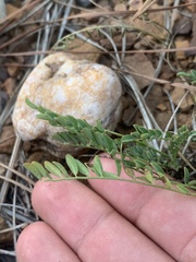 Astragalus distortus