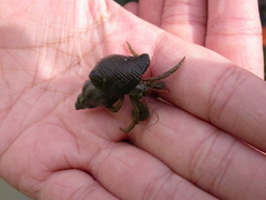 Pagurus granosimanus