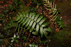 Blechnum wattsii