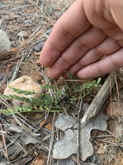 Astragalus distortus