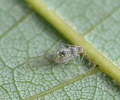 Drepanaphis acerifoliae