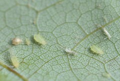 Drepanaphis acerifoliae