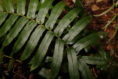 Blechnum wattsii