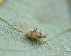 Drepanaphis acerifoliae