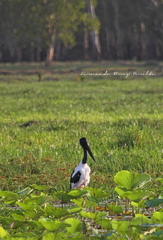 Ephippiorhynchus asiaticus