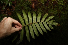 Blechnum wattsii